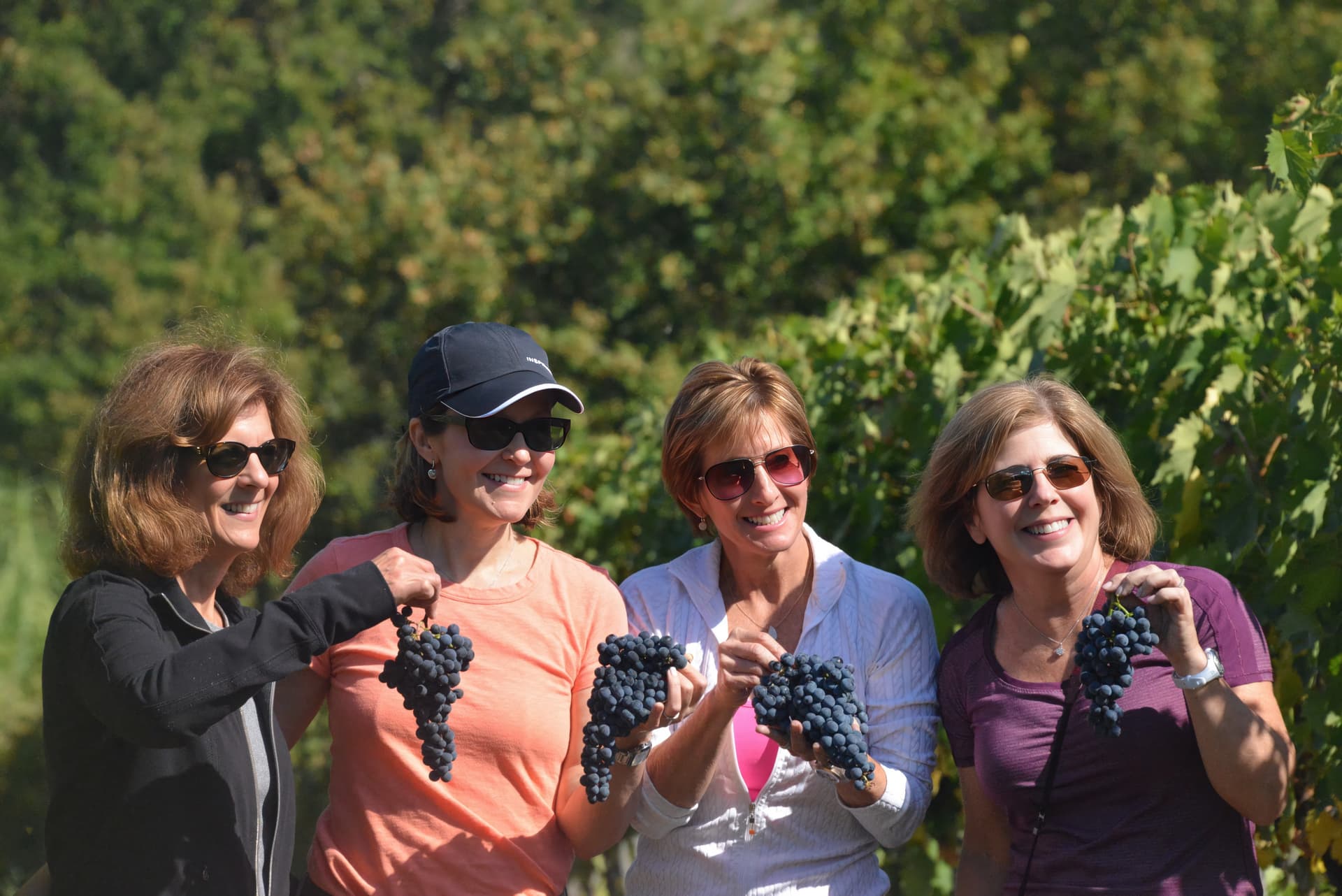 Wine Harvest Team Building in the Douro