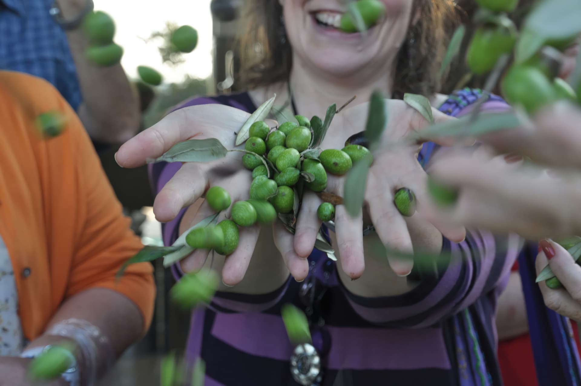 Press Your Own Olive Oil