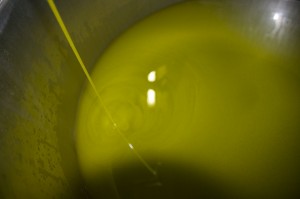 Umbrian Olive Oil Coming Out of the Press