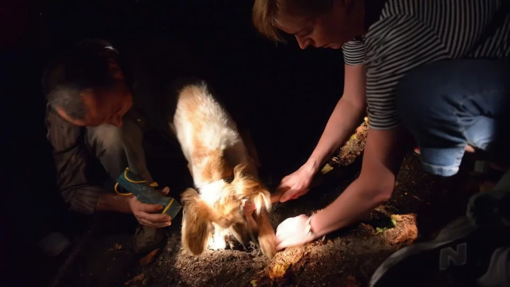 Real truffle hunting in Alba... not the fake show - we often don't find truffles.
