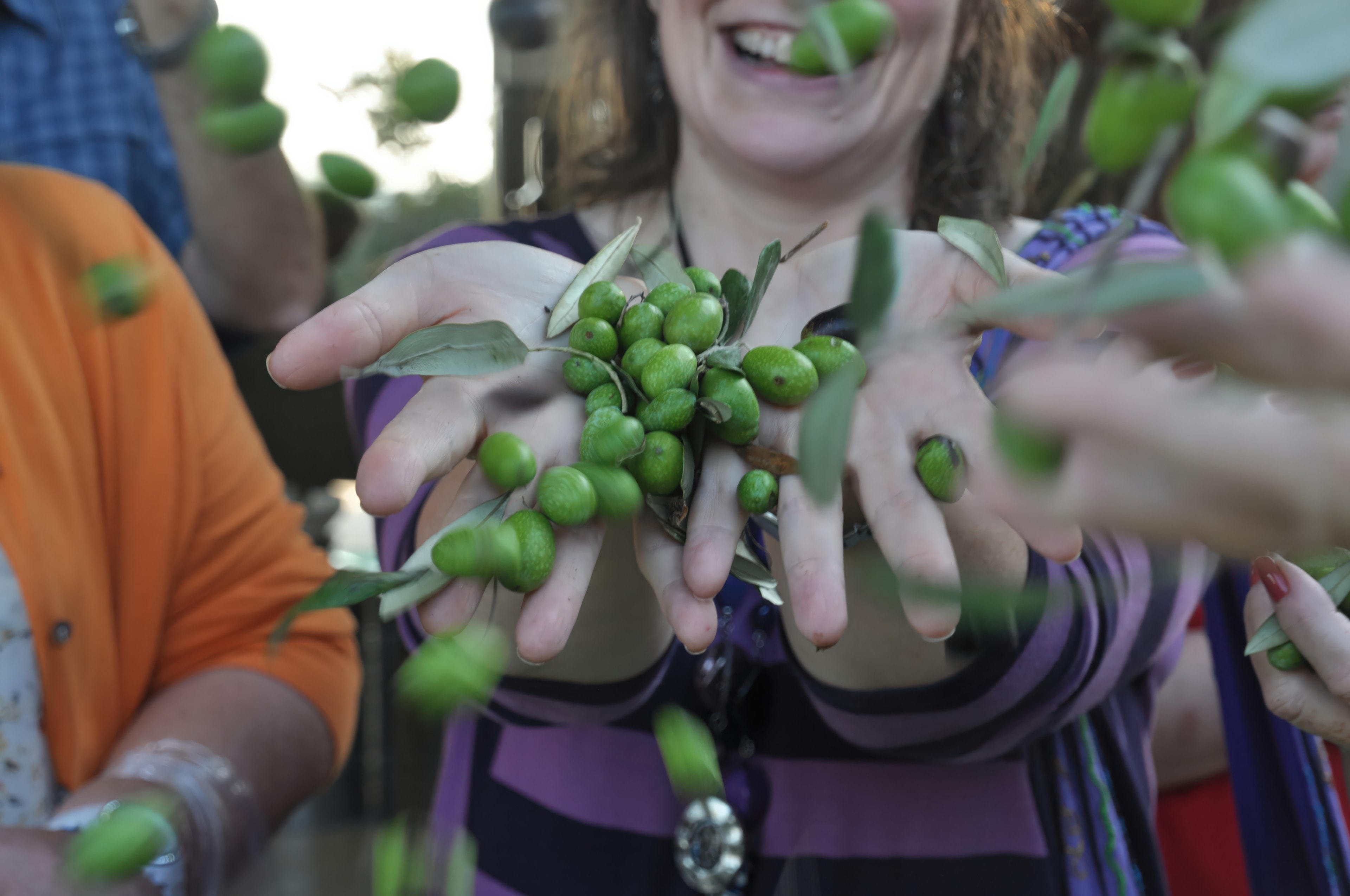 Olive Oil Pressing